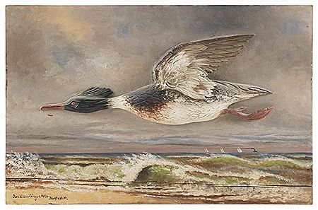 James Walter Folger : Red-breasted merganser drake in flight