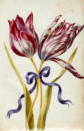 Nicolas Robert : Florilegium, 15 very fine watercolours of flowers on vellum, 1643