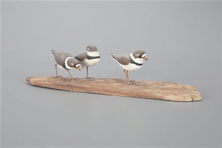 Mark Holland : Semipalmated Plover Trio