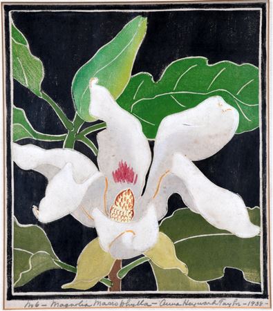 Anna Heyward Taylor : Magnolia No. 6