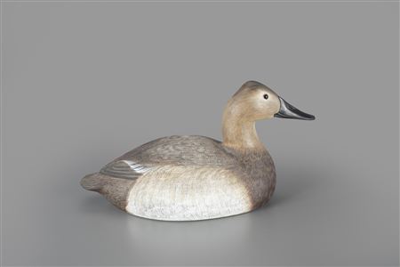 John Zachman : Canvasback Hen