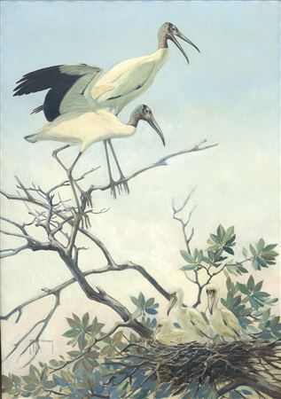 Roger Tory Peterson : Wood Storks