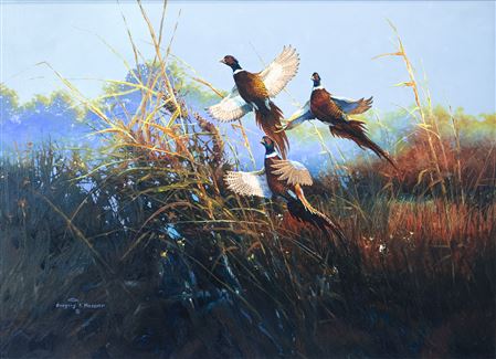 Gregory Messier : Flushing Pheasants