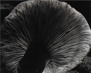 art for sale: Edward Weston