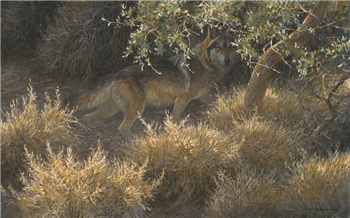 art for sale: Robert Bateman