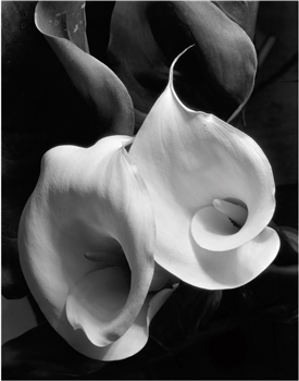 art for sale: Imogen Cunningham