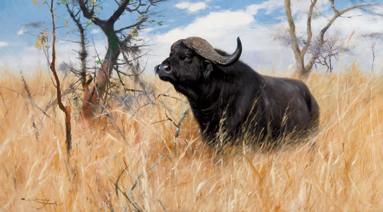 Friedrich Wilhelm Lion Kuhnert : Cape Buffalo