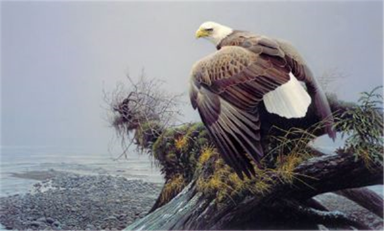 Robert Bateman : Vantage Point