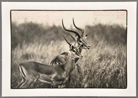 Peter Beard (born 1938)