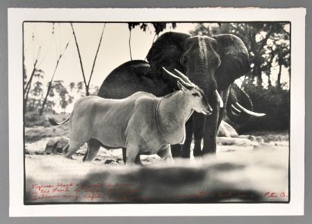 Peter Beard (born 1938)