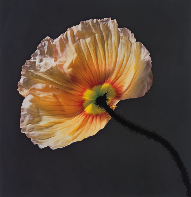 Robert Mapplethorpe : From Auction Records