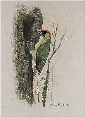 Rex Flood : Green Woodpecker