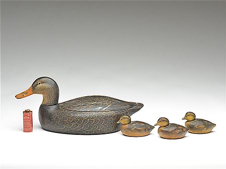 Tom Schroeder : Very unique black duck hen and three ducklings