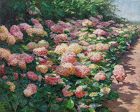 Olga Wisinger-Florian : Hydrangeas (from Grafenegg), 1901