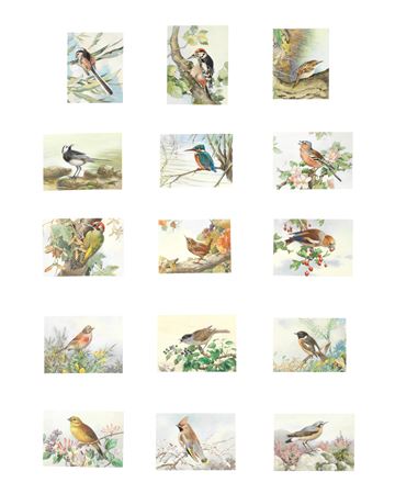 Winifred Marie Louise Austen : A collection of ornithological studies