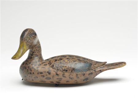 Xavier Bourg : Black mottled duck