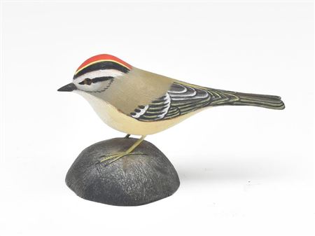 Jesse Blackstone : Golden crowned kinglet