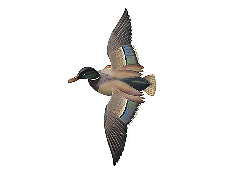 William H Cranmer : Rare and finely made flying mallard drake