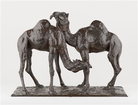 Thierry Van Rijswijck : Two dromedaries