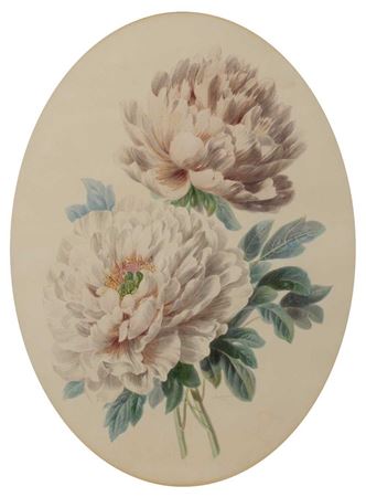 Valentine Bartholomew : A study of two pale pink peonies