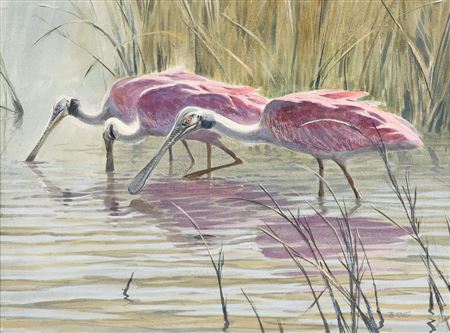 Al Barnes : 'Wading Roseate Spoonbills'