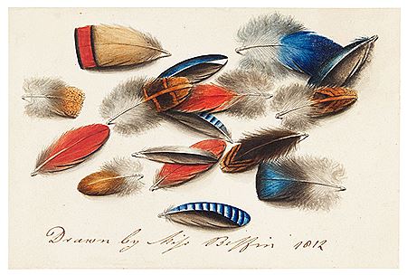 Sarah Wright Biffin : Study of feathers