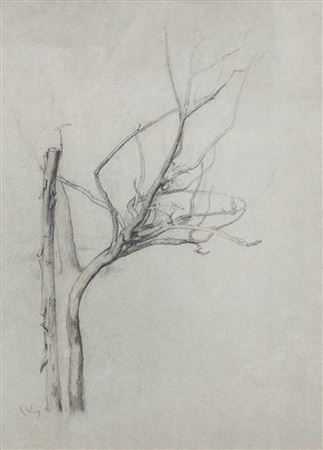 Rosario Weiss Y Zorrilla : Tree branches