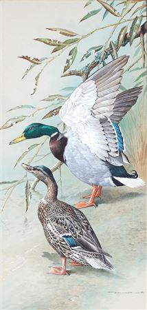 Basil Rashley Ede : Mallards