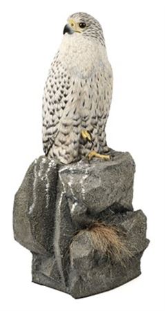 Mike Woods : Deer falcon perched on a rock