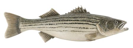 Mike Borrett : CARVED WOODEN STRIPED BASS