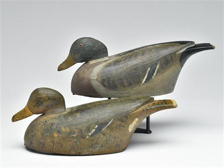 Percy Bicknell : Rigmate pair of mallards