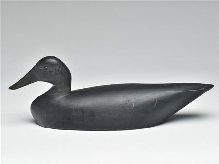 Sam Denny : Long body black duck