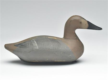 Robert McGaw : Very rare canvasback hen