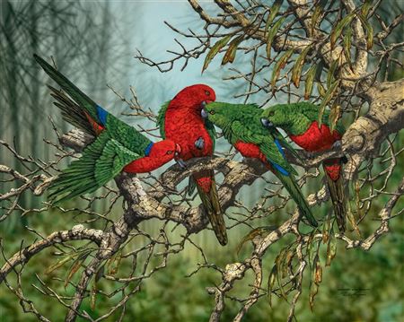 Paul Margocsy : Australian King Parrots