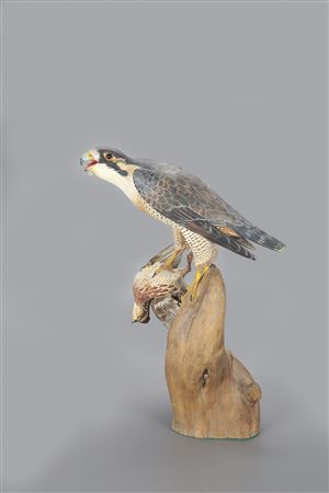 Lem (Lemuel) T Ward Jr : The Ward Peregrine Falcon