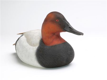 Tan Brunett : Canvasback drake