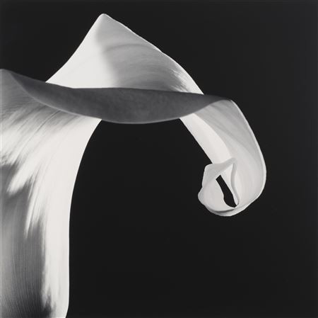 Robert Mapplethorpe : Calla Lily