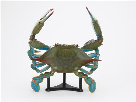 Eddie Wozny : Blue crab