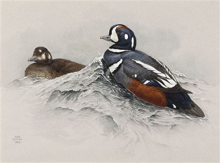 Glen Loates : Harlequin Ducks