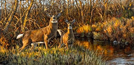 Bruce Miller : Deer, Buck And Doe In An Autumn Forest