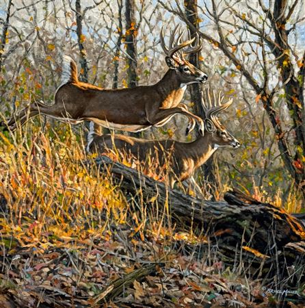 Bruce Miller : Deer Running, Two Whitetail Bucks In An Autumn Forest