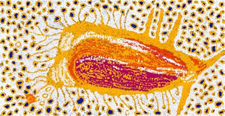 sample from Australian Indigenous Art