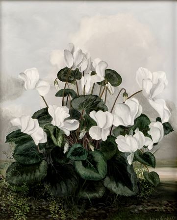 Audrey Johnson : Cyclamen