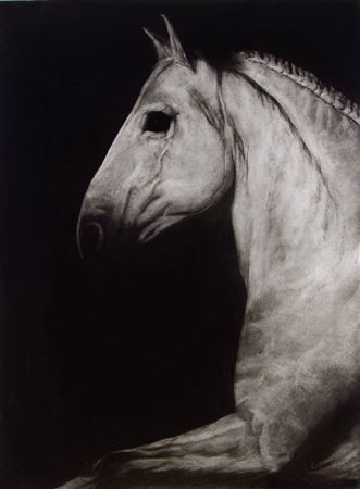 Paddy Lennon : HORSE HEAD, 2005