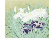 Takaaki Matsumoto : Flower Iris