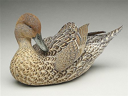 Jett Brunet : Important preening pintail hen