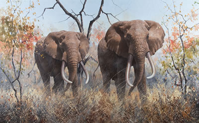 Michael Ghaui : Big Tuskers