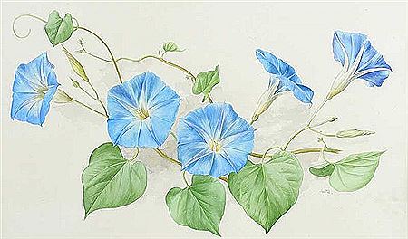 Anne Marie Trechslin : MORNING GLORY