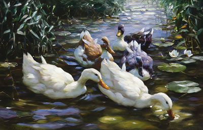 Alexander Koester : FIVE DUCKS