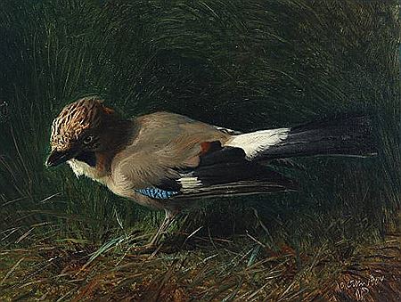 Niels Peter Rasmussen : “Skovskade” (Eurasian jay)